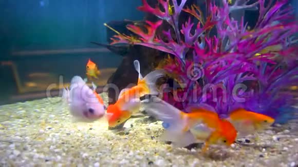 许多金鱼在水族馆里游泳视频的预览图