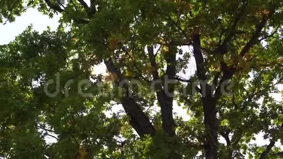 阳光透过高大橡树的树冠照耀视频的预览图