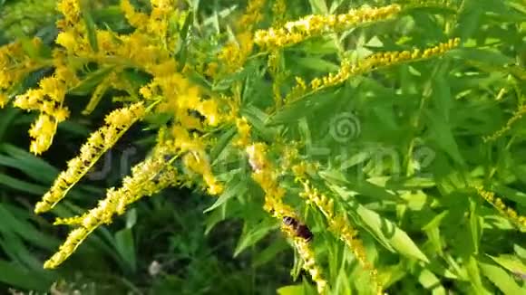 金黄的花在风中摇曳用蜜蜂和黄蜂授粉特写视频视频的预览图