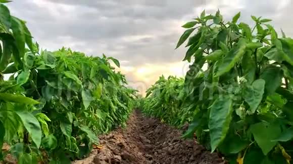 阳光明媚的一天农场里种着小辣椒种植有机蔬菜环保产品农业用地视频的预览图