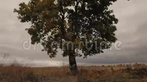 一棵秋天的大树在田野里时光流逝视频的预览图