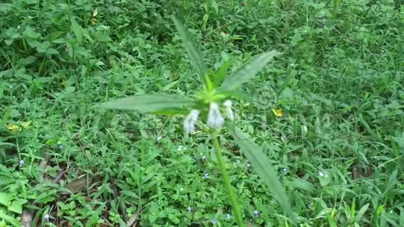 博雷里亚斯这种植物包括杂草很容易在田野中发现如印度尼西亚的田野这种植物有白花BB视频的预览图