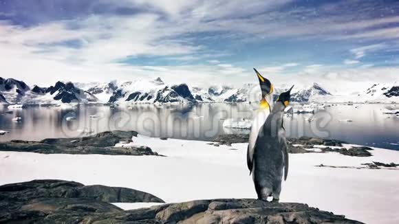 帝企鹅北极慢动作变焦视频的预览图