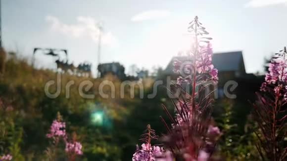 紫罗兰山上的花在缓慢的运动中迎风招展蓝天和太阳太阳光线穿过花朵视频的预览图