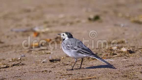 一只小鸟白莫塔西拉阿尔巴沿着沙岸散步捕捉苍蝇并吃掉它们视频的预览图