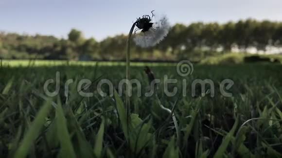 大风天水仙花在青草叶中央视频的预览图
