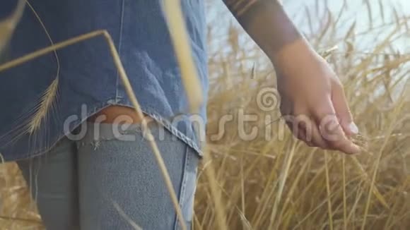 手中一个无忧无虑的女人穿着牛仔裤的衣服摸着黄麦穗站在麦田上特写连接视频的预览图