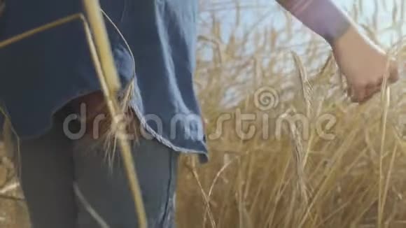 一个穿牛仔裤衣服的女人手摸着黄麦穗站在麦田特写与自然的联系视频的预览图