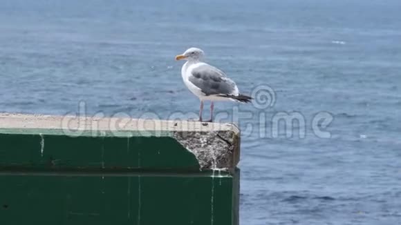 码头上的海鸥身后有蒙特利湾视频的预览图