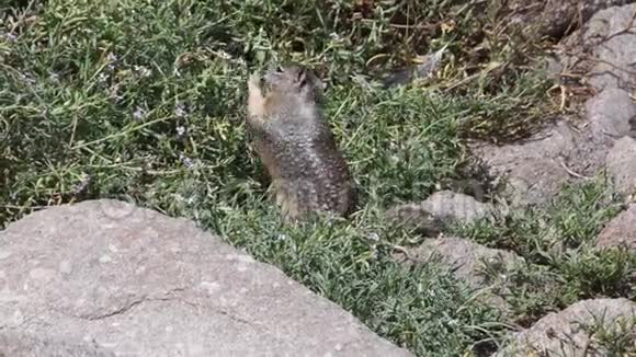 松鼠在岩石中欣赏野花视频的预览图