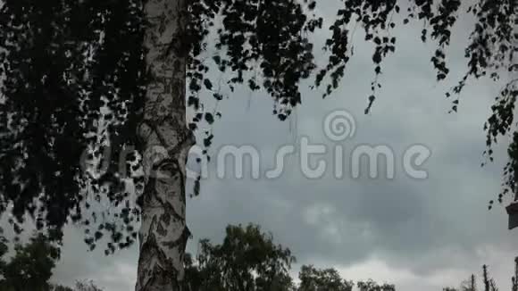 桦树的叶子在雨前随风摇摆视频的预览图