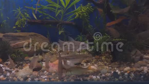 淡水野生鱼在清澈的水族馆水中的加吉恩戈比奥戈比奥和小视频的预览图