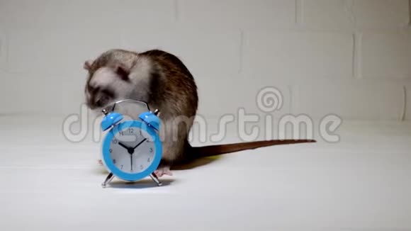 灰鼠坐在白色的地板上用时钟和洗涤晨间卫生概念视频的预览图