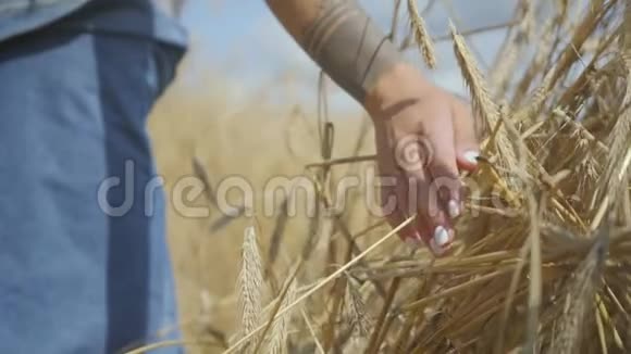 手中一个无忧无虑的女人穿着牛仔裤的衣服摸着黄麦穗站在麦田上特写连接视频的预览图