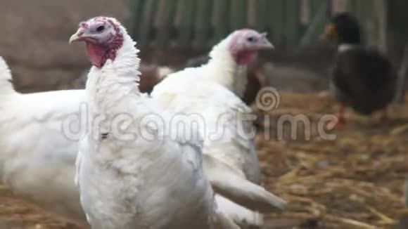白色羽毛红色小附肢的火鸡困惑地看着其他火鸡4k视频的预览图