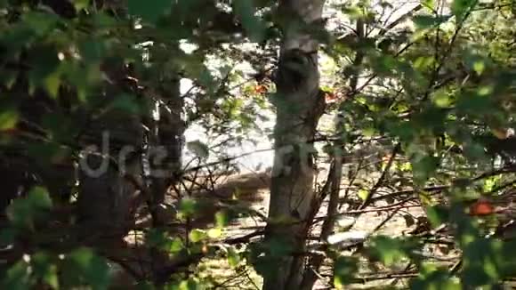 桦树的叶子在清晨的阳光下闪闪发光视频的预览图