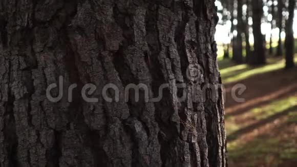 老公园里一排排大树后备箱后面的景色视频的预览图