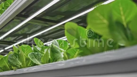 绿色新鲜美味的菠菜或莴苣生长在垂直农场视频的预览图