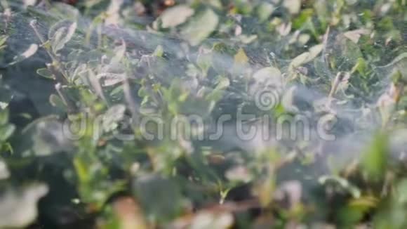 被风吹动的覆盖在绿色灌木丛上的蜘蛛网带叶子和蜘蛛网的绿色植物特写镜头视频的预览图