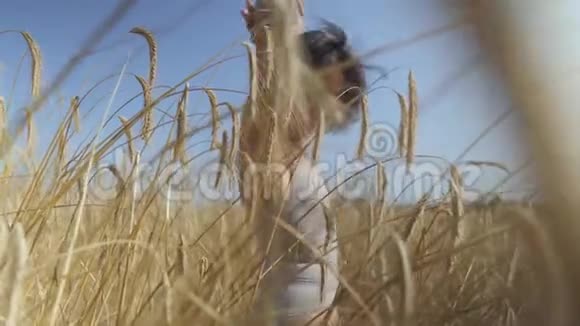 技术女人穿着短头发的紧身衣在麦田里前景中的黄色麦穗女孩喜欢自然视频的预览图