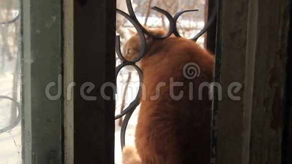 窗户里的猫视频的预览图