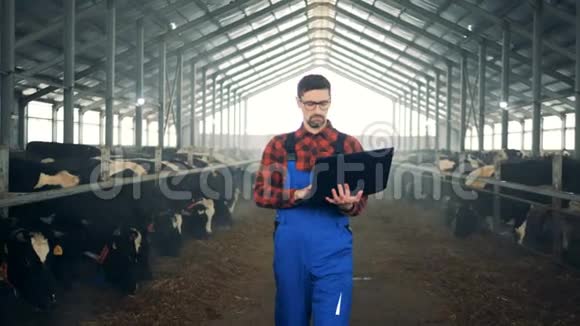 农场工人在检查奶牛时使用笔记本电脑视频的预览图