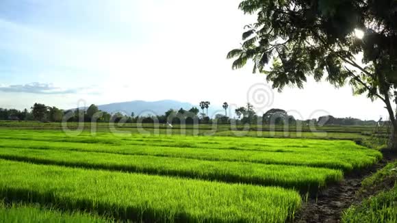 开始水稻种植季节视频的预览图