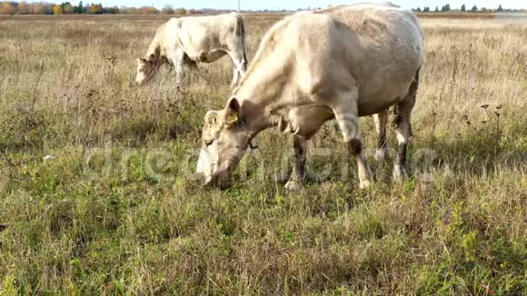 一头米色的母牛走在秋天的草地上在一片自由的草地上吃草特写照片视频的预览图