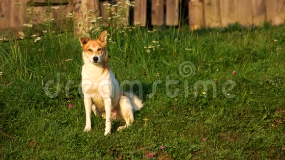 可爱的小狗坐在院子里的草地上的肖像视频的预览图