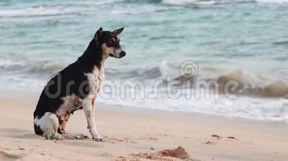 可爱的狗坐在海滩上打哈欠视频的预览图