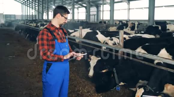 奶牛场工人检查在一个大牧场吃牛的情况视频的预览图