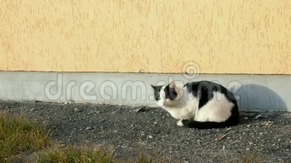 无家可归的黑白猫去坐在房子的墙上野生和流浪动物的问题中期计划视频的预览图
