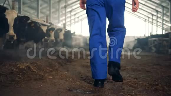 男农在一个满是家养奶牛的地方散步视频的预览图