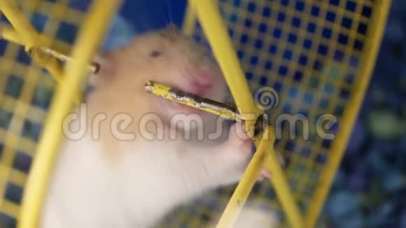 滑稽的斯克兰仓鼠在笼子里磨牙的动作视频的预览图