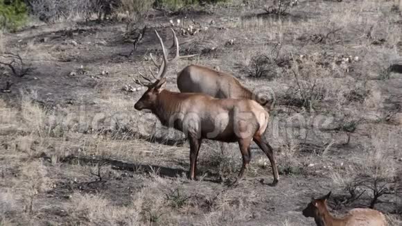 黄石国家公园的麋鹿视频的预览图