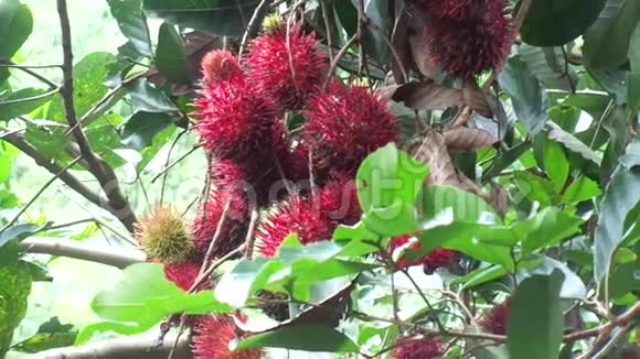 蓝布坦内皮天然背景兰布坦是来自印度尼西亚的异国水果又辣又甜视频的预览图