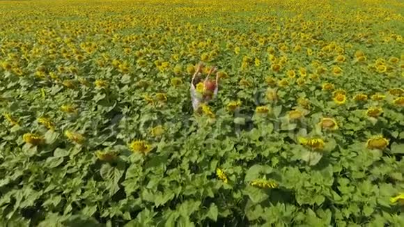 鸟瞰行走在黄色向日葵田上的男男女女自由概念收获日落时向日葵的田野视频的预览图