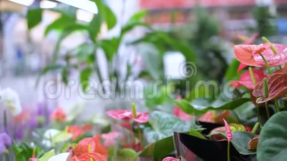 花店里的各种植被镜头沿着植物飞舞商店里的植物视频的预览图