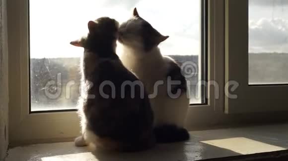 两只有趣的小猫依次互相舔舐一对猫坐在窗台上讲卫生爱宠物视频的预览图