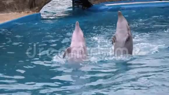 海豚馆里的海豚在游泳池里表演魔术有趣的海豚在水里嬉戏视频的预览图