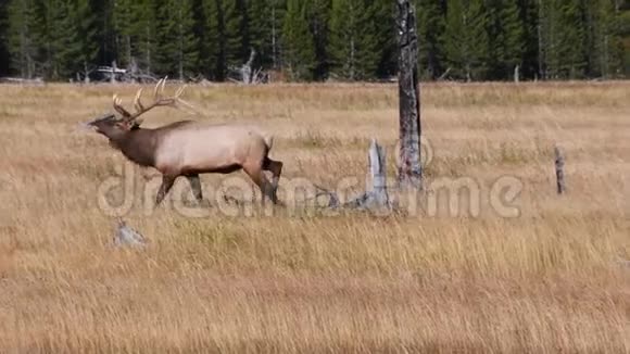 黄石国家公园的公牛麋鹿放牧视频的预览图