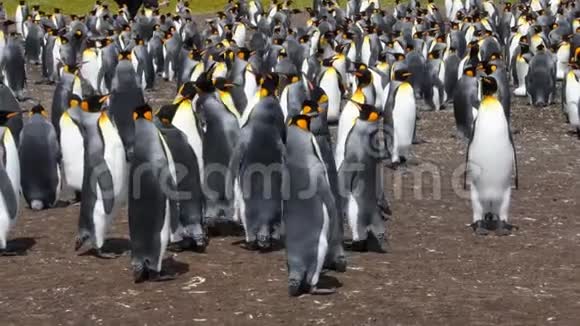 国王企鹅殖民地志愿者点视频的预览图