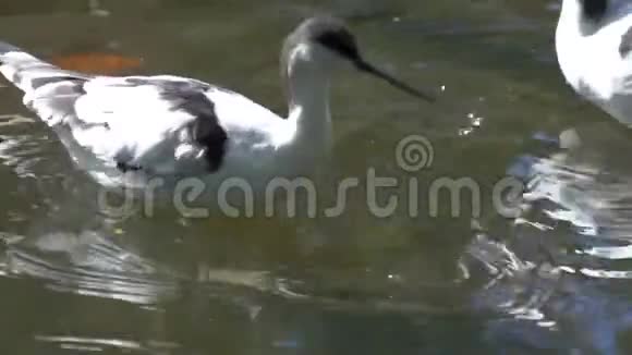 来自欧亚大陆的两只飞禽在水中一起游动水鸟幽灵视频的预览图