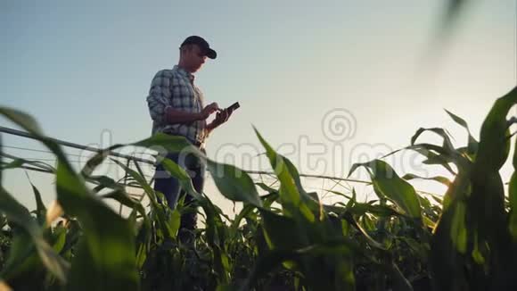 农民在玉米地工作使用智能手机视频的预览图