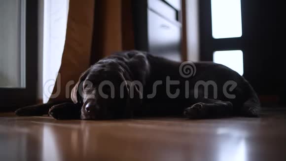一只棕色拉布拉多猎犬躺在走廊的地板上感到无聊总计划视频的预览图