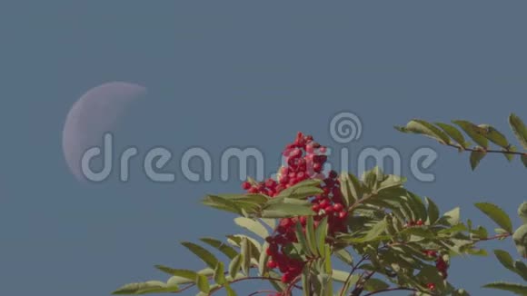 罗文树有红色成熟的罗文浆果白天有月亮鸟儿飞过视频的预览图