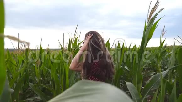 美丽可爱的女孩穿着红色连衣裙看着相机在玉米地里理顺了她的棕色长发吸引力视频的预览图