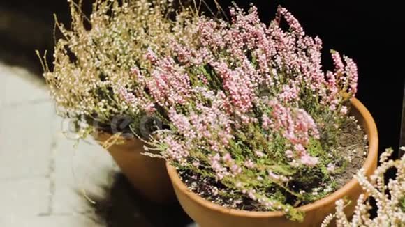 在房子的夜晚花园的石头上盆栽的花粉红色颜色视频的预览图