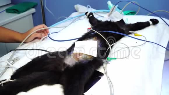 兽医护士在手术前清洗猫的腹部视频的预览图