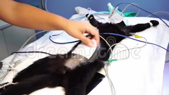 兽医护士在手术前清洗猫的腹部视频的预览图